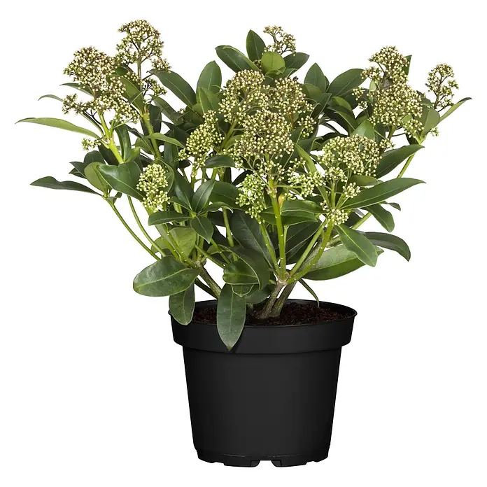 Piardino Japanische Fruchtskimmie (Skimmia japonicus 'Fragrant Cloud', Topfgröße: 13 cm, Weiß)