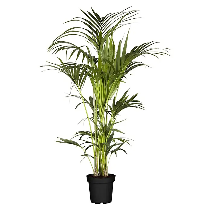 Piardino Kentiapalme (Howea forsteriana, Topfgröße: 21 cm)