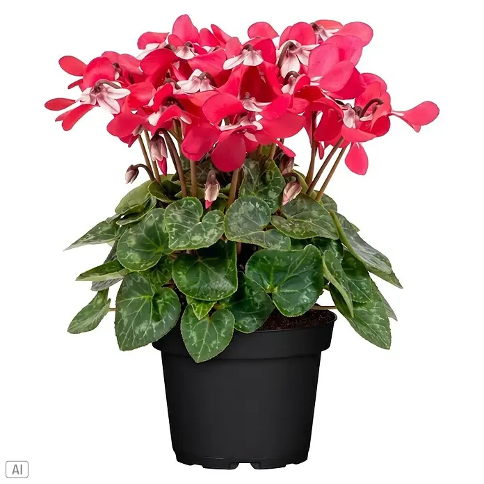 Piardino Zimmer-Alpenveilchen (Cyclamen persicum 'Djix', Topfgröße: 11 cm, Pink/Rot)