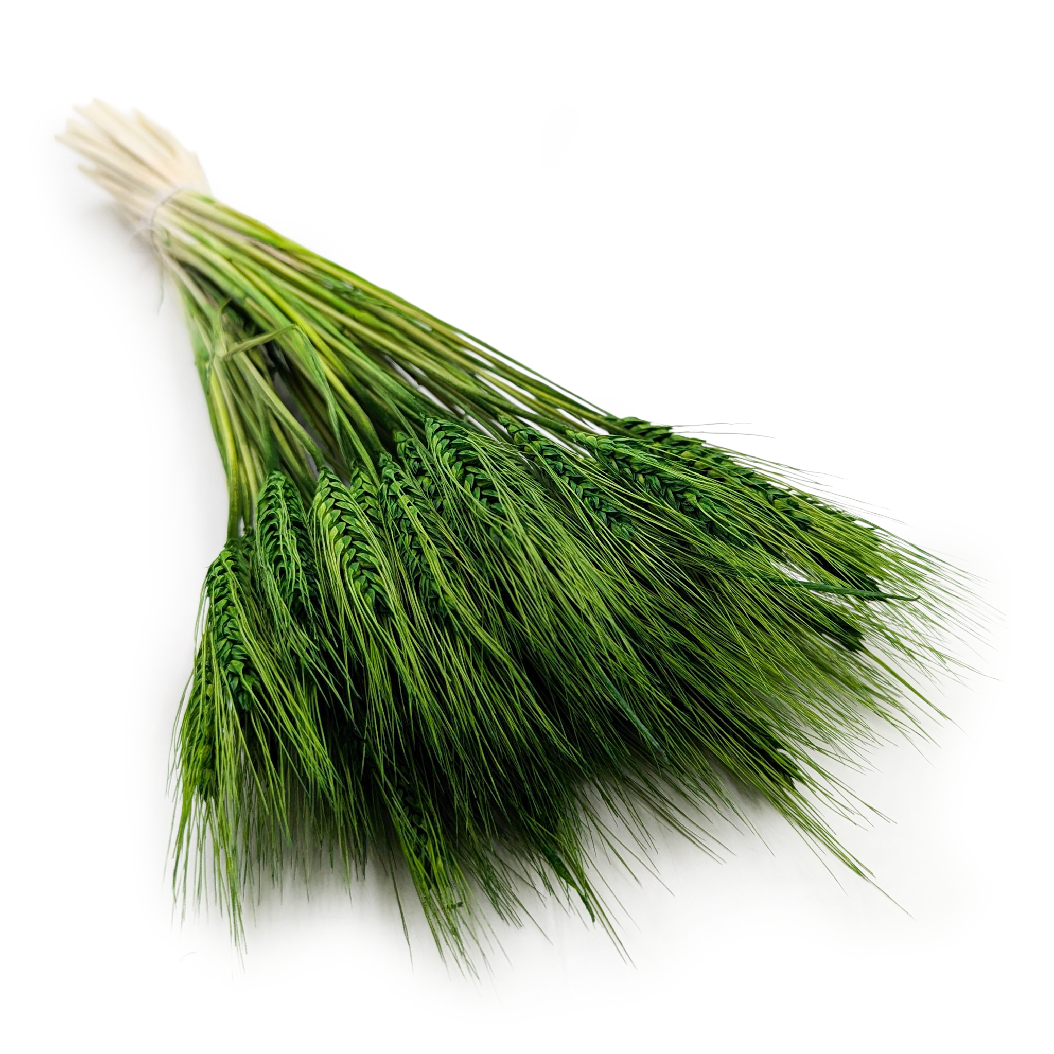 Getrockneter Triticale – Flaschengrün