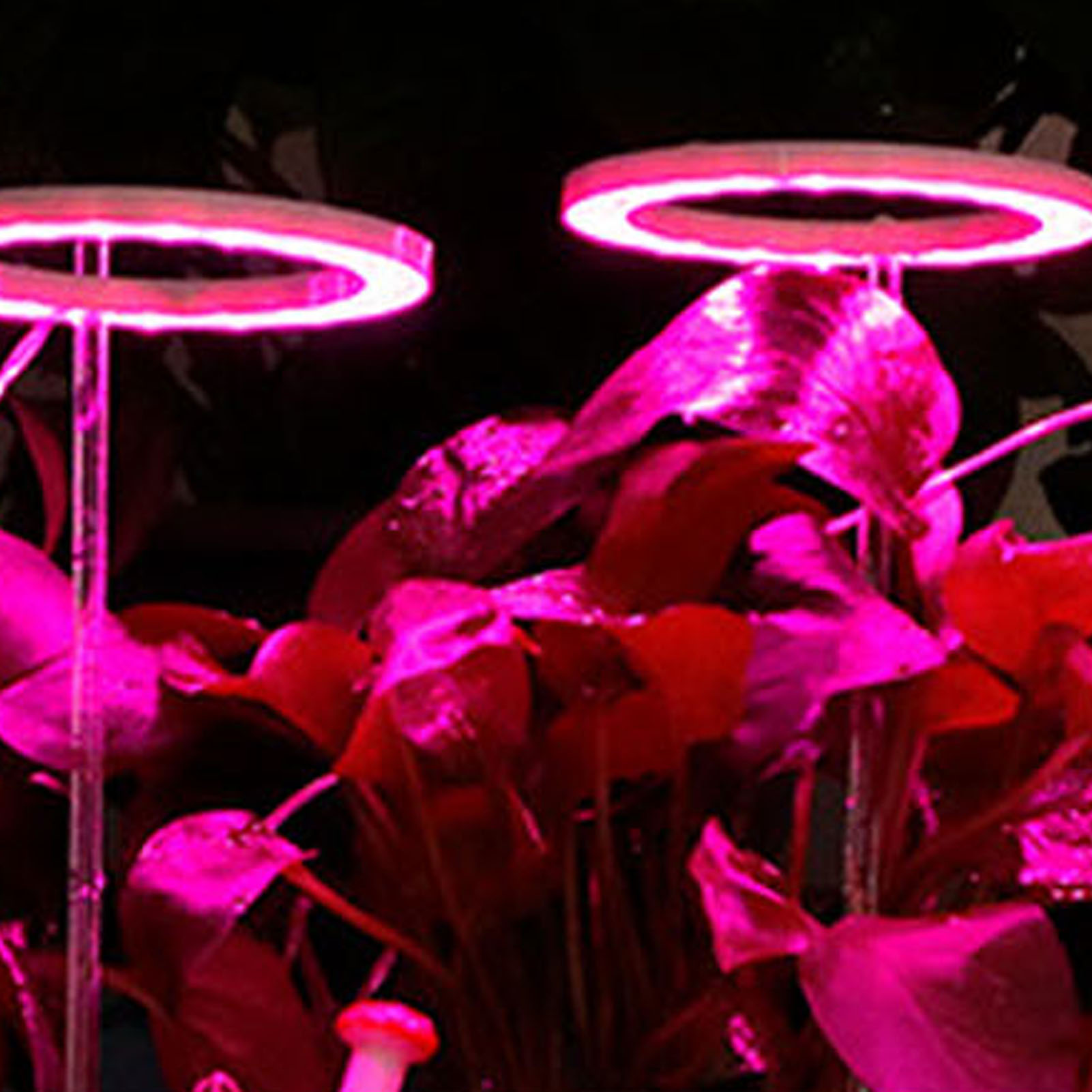 Vollspektrum-led-pflanzenlampe Mit Timer Und 5 Dimmstufen, Usb-pflanzenlampe Für Den Anbau Von Sukkulenten In Gewächshäusern, Rosa-violettes Licht.