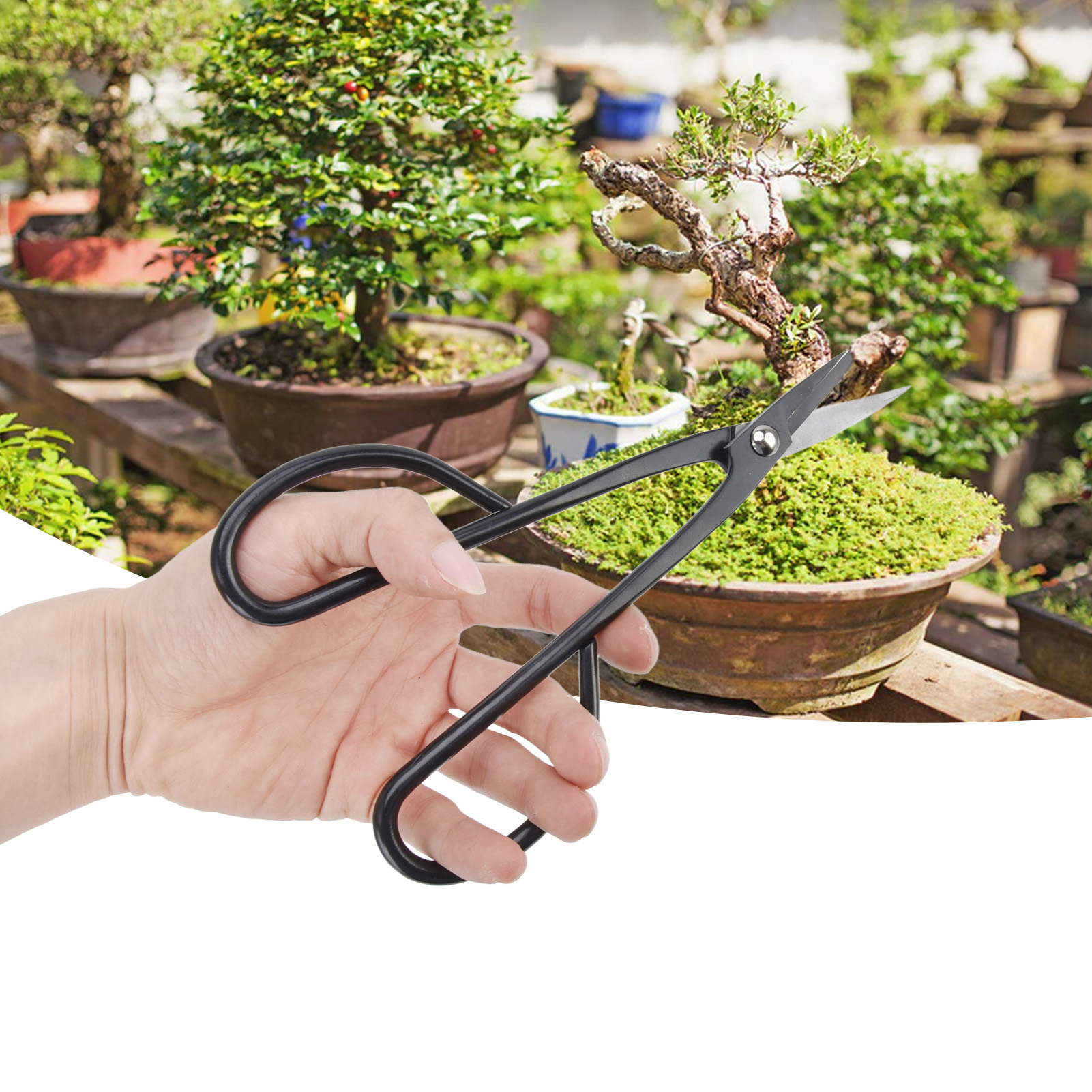 210 Mm Knospenschere Aus Verbundstahl – Professionelles Werkzeug Für Die Hochwertige Bonsai-gestaltung, Orchideenvermehrung Und Kalmus-schnitt