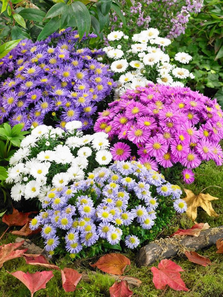 Pflanzen für Dich Staude Aster dumosus 'Kristina', 1 St., Kissen-Aster, Herbstaster