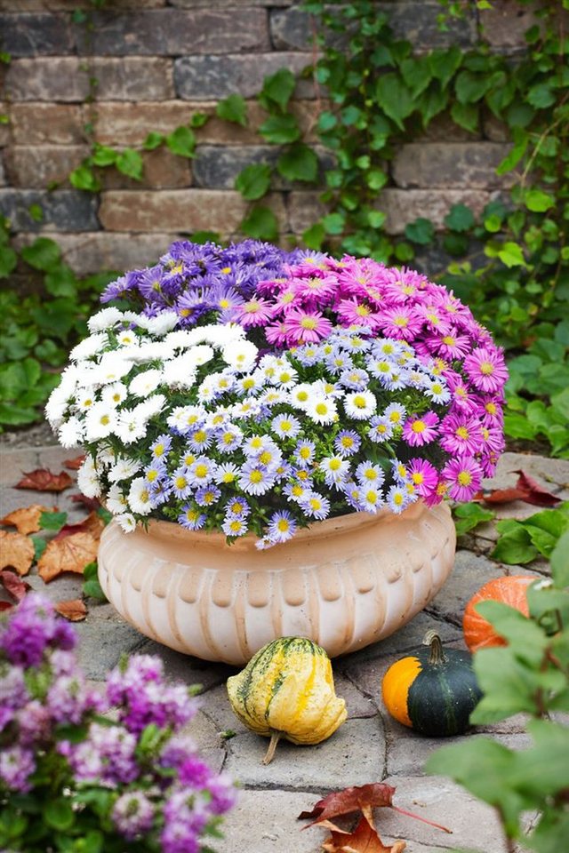 Pflanzen für Dich Staude Aster dumosus 'Kristina', 1 St., Kissen-Aster, Herbstaster Bild 2