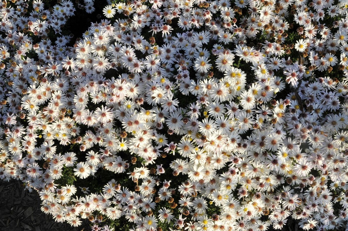 Pflanzen für Dich Staude Aster dumosus 'Kristina', 1 St., Kissen-Aster, Herbstaster Bild 3