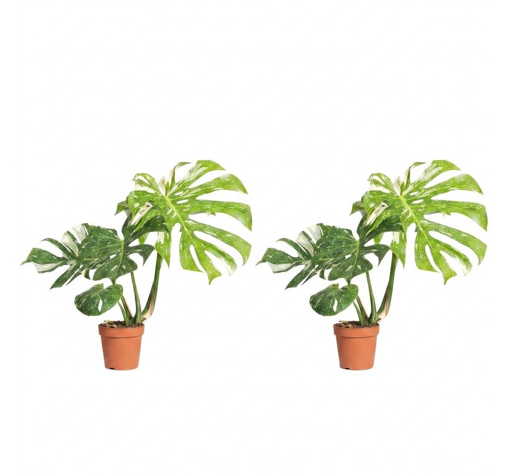 Bloomique Zimmerpflanze Bloomique – 2er-Set – Monstera Deliciosa Thai Constellation – Fensterb, 2 St. Bild 2