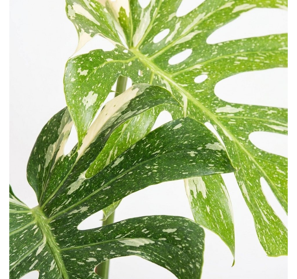 Bloomique Zimmerpflanze Bloomique – 2er-Set – Monstera Deliciosa Thai Constellation – Fensterb, 2 St. Bild 3