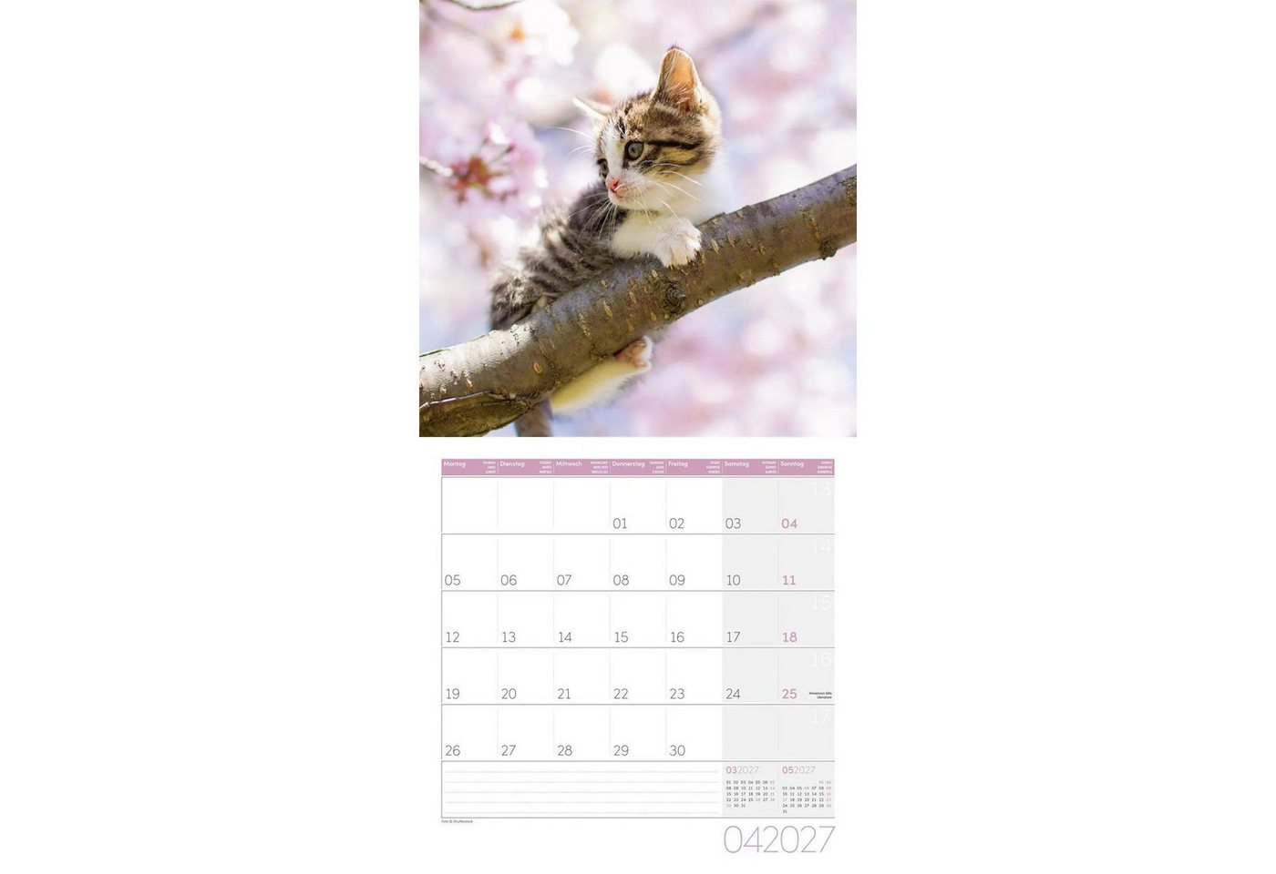 Ackermann Wandkalender Katzen Kalender 2027 - 30x30 - Art12 Bild 2