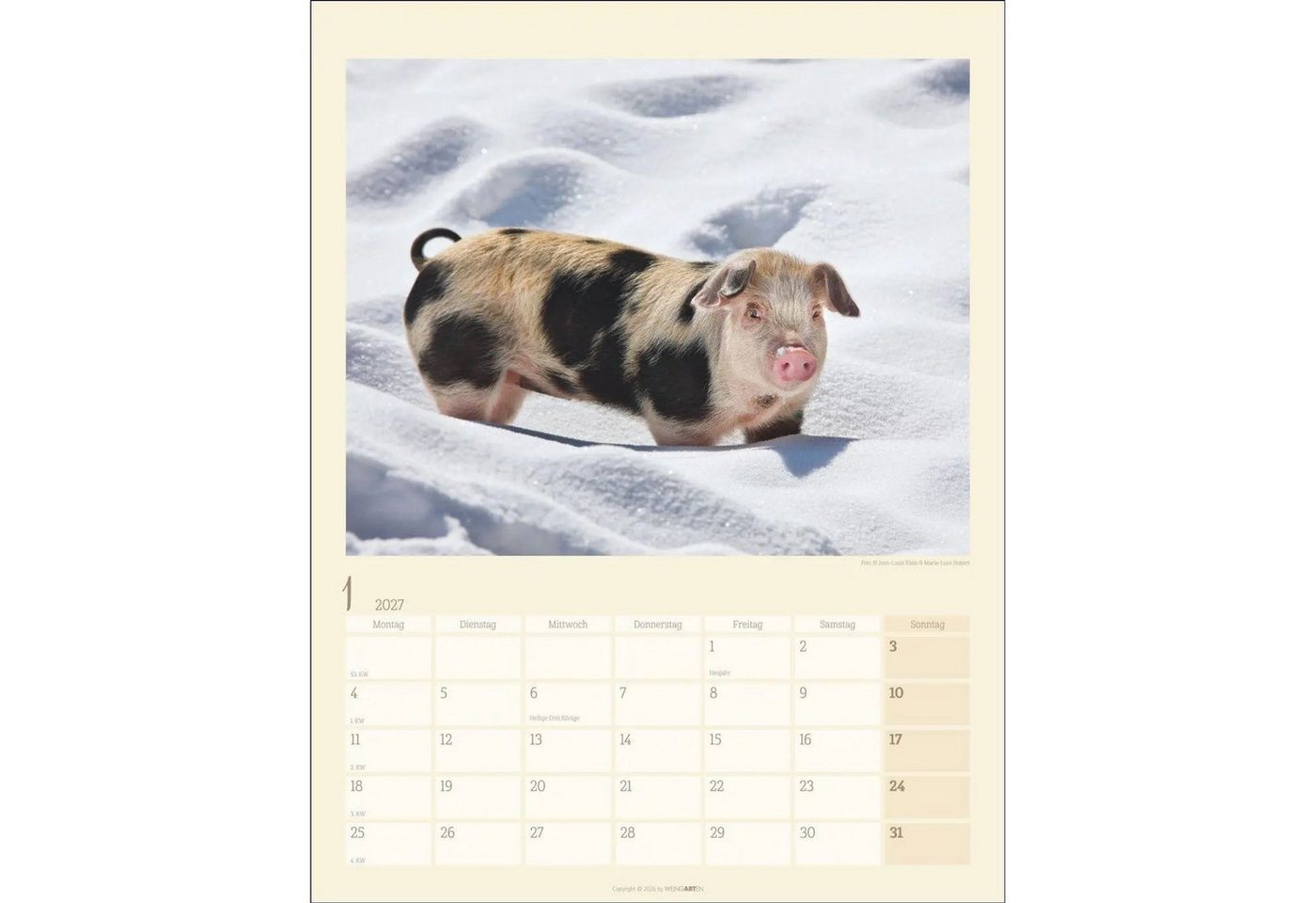Wandkalender Schweinchen Kalender 2027 Bild 2