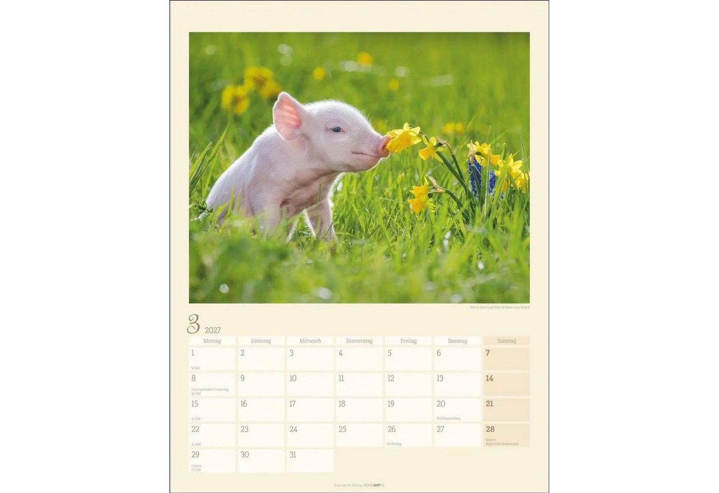 Wandkalender Schweinchen Kalender 2027 Bild 4