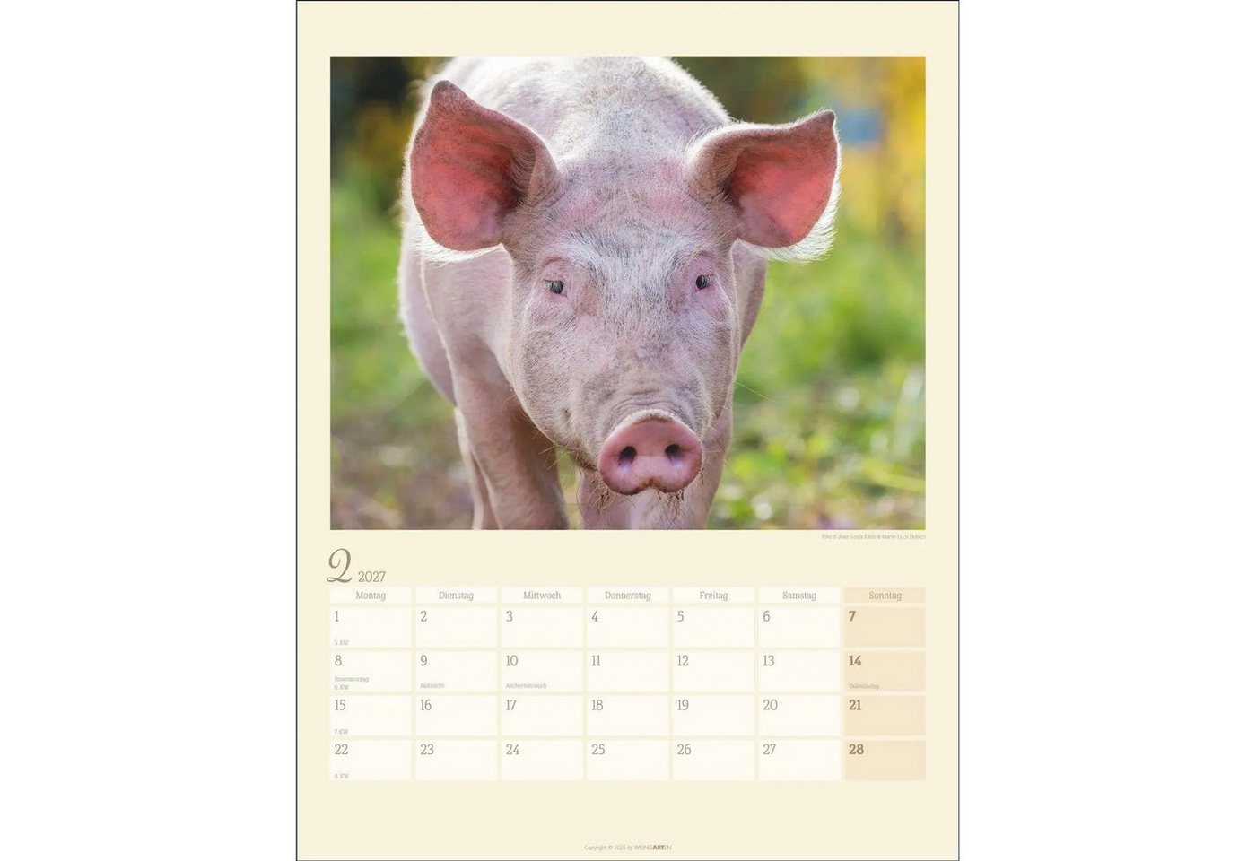 Wandkalender Schweinchen Kalender 2027 Bild 5