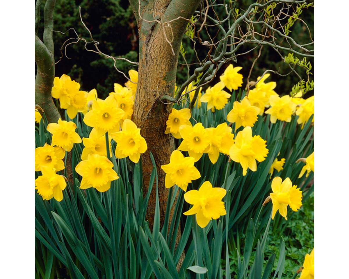Bloomique Blumenzwiebeln Bloomique - 25er-Mix - Narzisse Tete a Tete - kleine Narzisse - Blumen, (25-St)