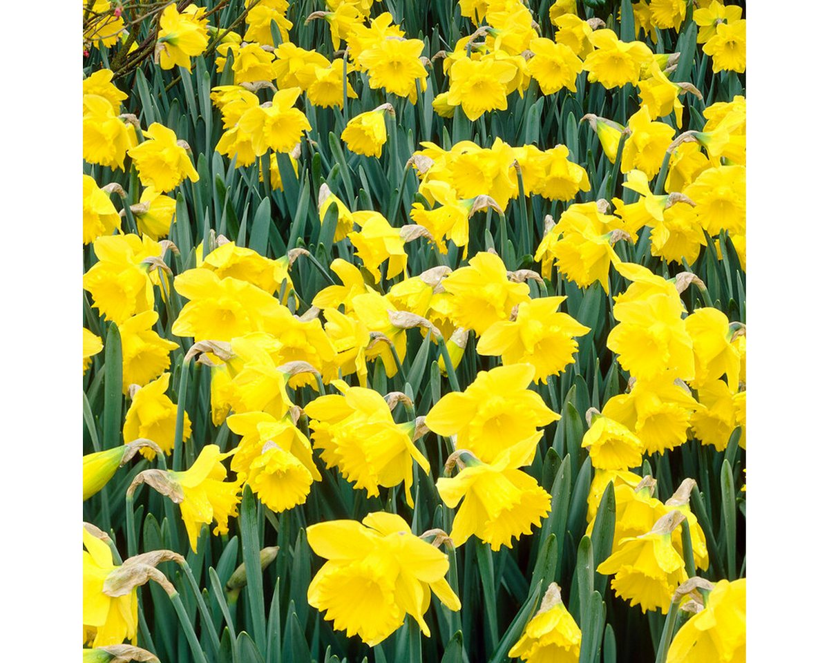 Bloomique Blumenzwiebeln Bloomique - 25er-Mix - Narzisse Tete a Tete - kleine Narzisse - Blumen, (25-St) Bild 2