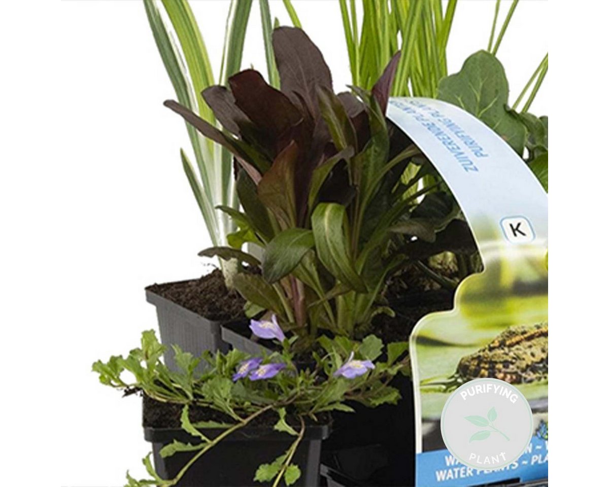 Bloomique Wasserpflanze Bloomique - 6er Set - Reinigende Teichpflanzen - Wasserpflanzen Minite, 6 St.