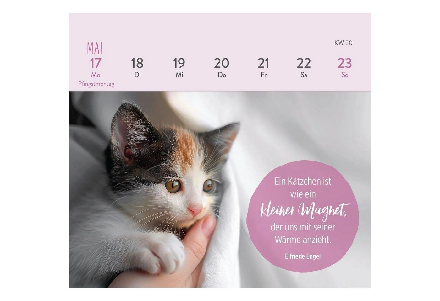 groh Verlag Schreibtischkalender Mini-Wochenkalender 2027: Für Katzenfreunde