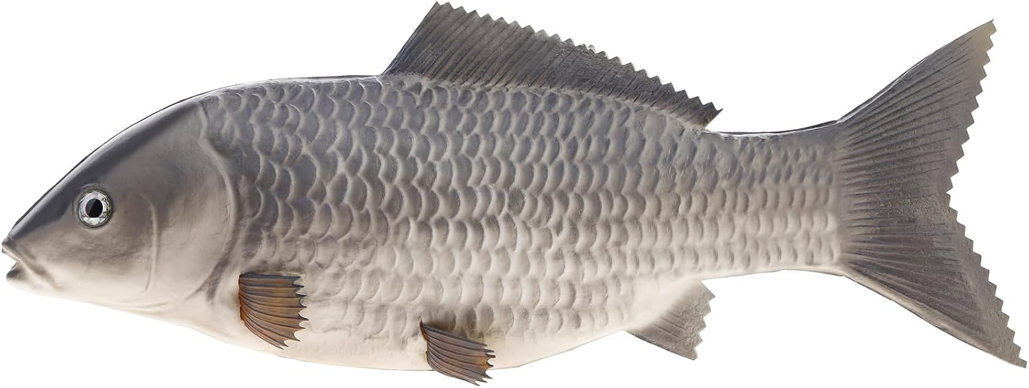 Jeiibrzui Ornamente – 35 Cm Künstlicher Karpfen – Graues Dekomodell (1 Stück) – Ideal Für Küchen, Restaurants, Fotografie Und Lernspiele