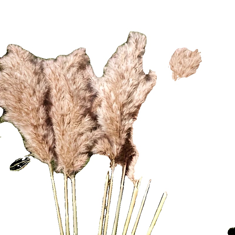 Natürlicher Trockenblumenstrauß, Wohnkultur, Hochzeitsdekoration, Pampas-a, 100pcs