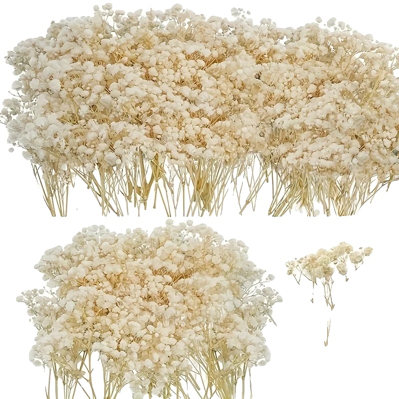 Getrocknete Blumen, Perfekt Für Hochzeiten, Wohnkultur, Beige Baby Atem