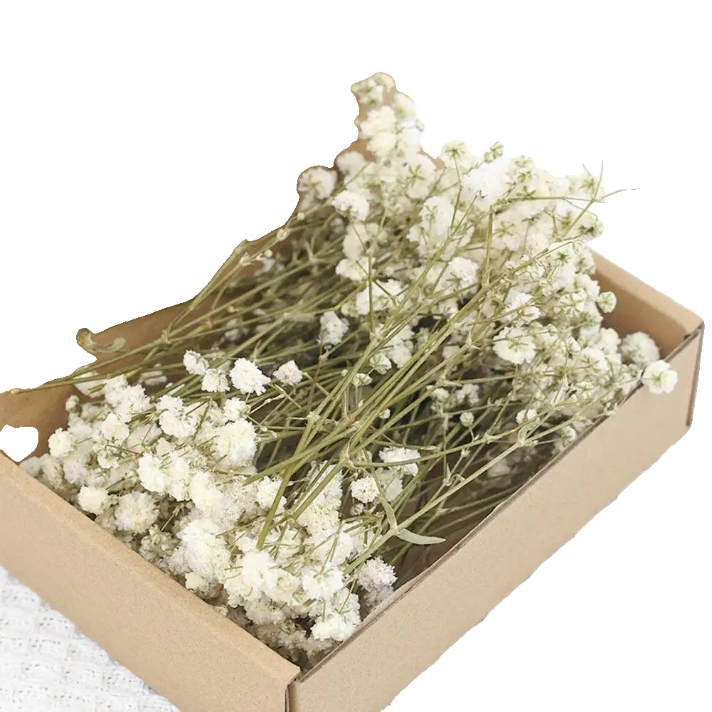 Gypsophila Trockenblumen, Lebendige Farben, Vielseitige Blumenarrangements, Grün