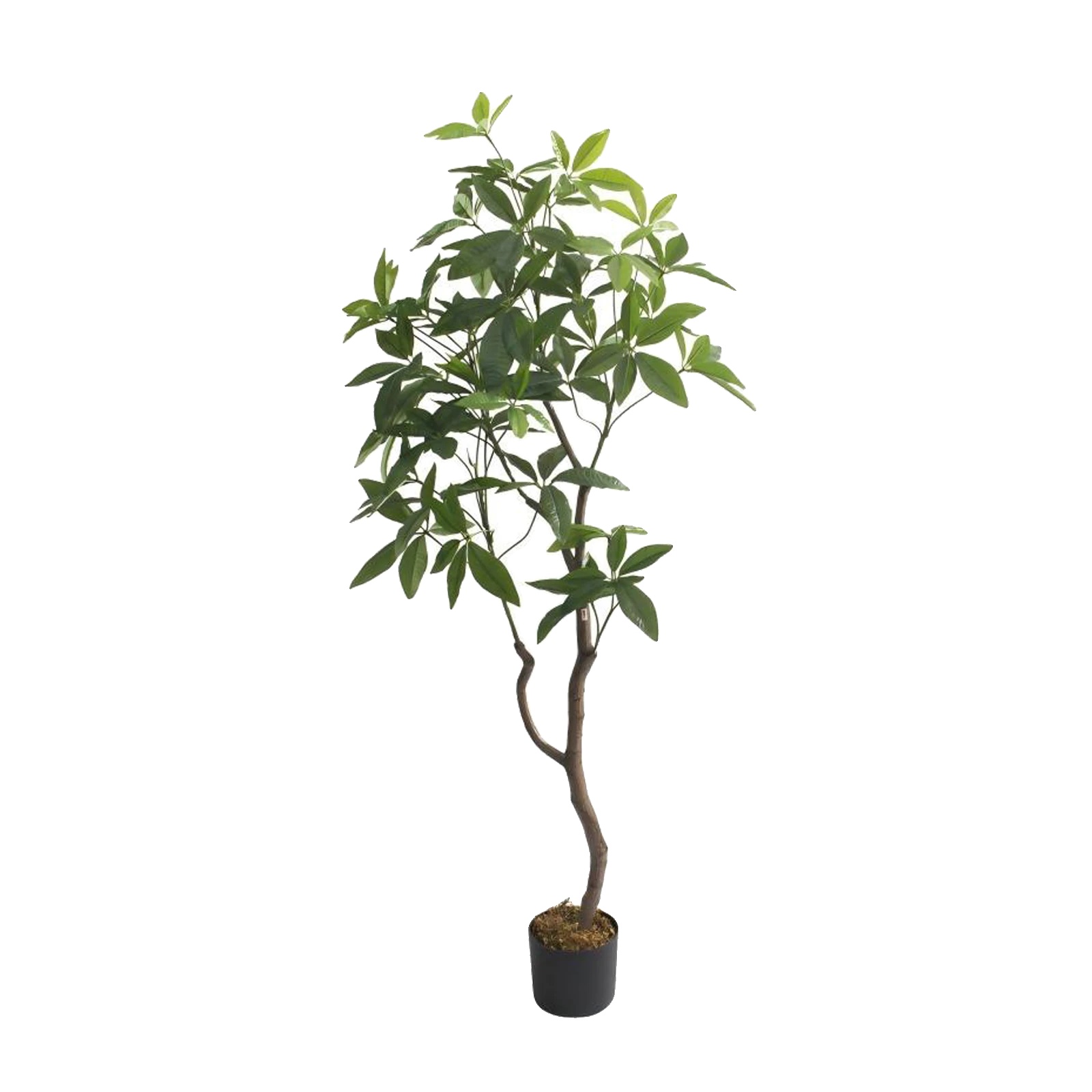 Künstliche Regenschirmpflanze, Höhe 160 Cm, Material Polyester, Innen- Und Außenanwendungen, Realistische Blätter Und Stämme, Baumstil
