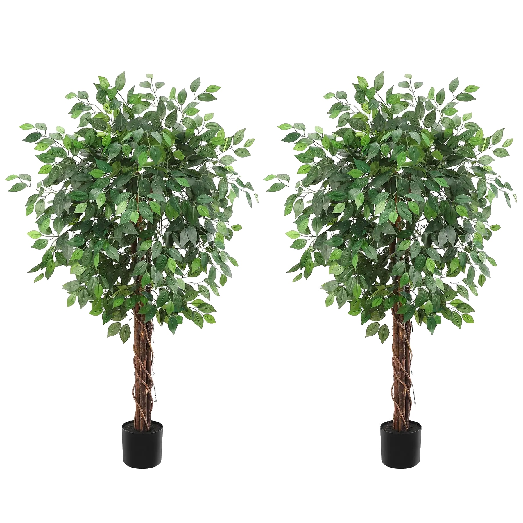 Ficusbaum, 1,5 Meter Hoch, 2 Stämme, Flache Blätter, Schwarzer Pflanztopf, Innen- Und Außendekoration