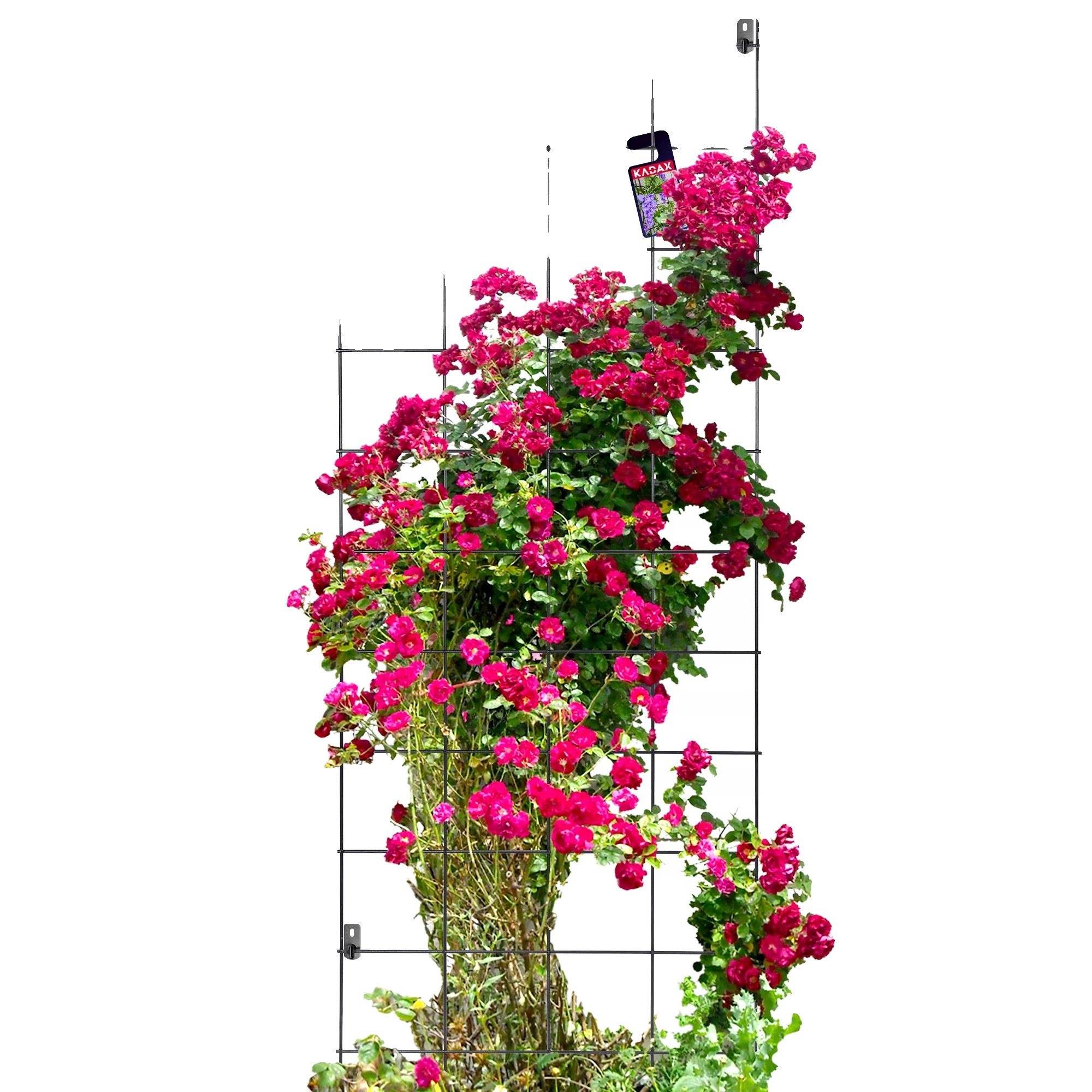 Gartenpergola, Langlebige Metallstütze, Vielseitige Außendekoration, Schwarz