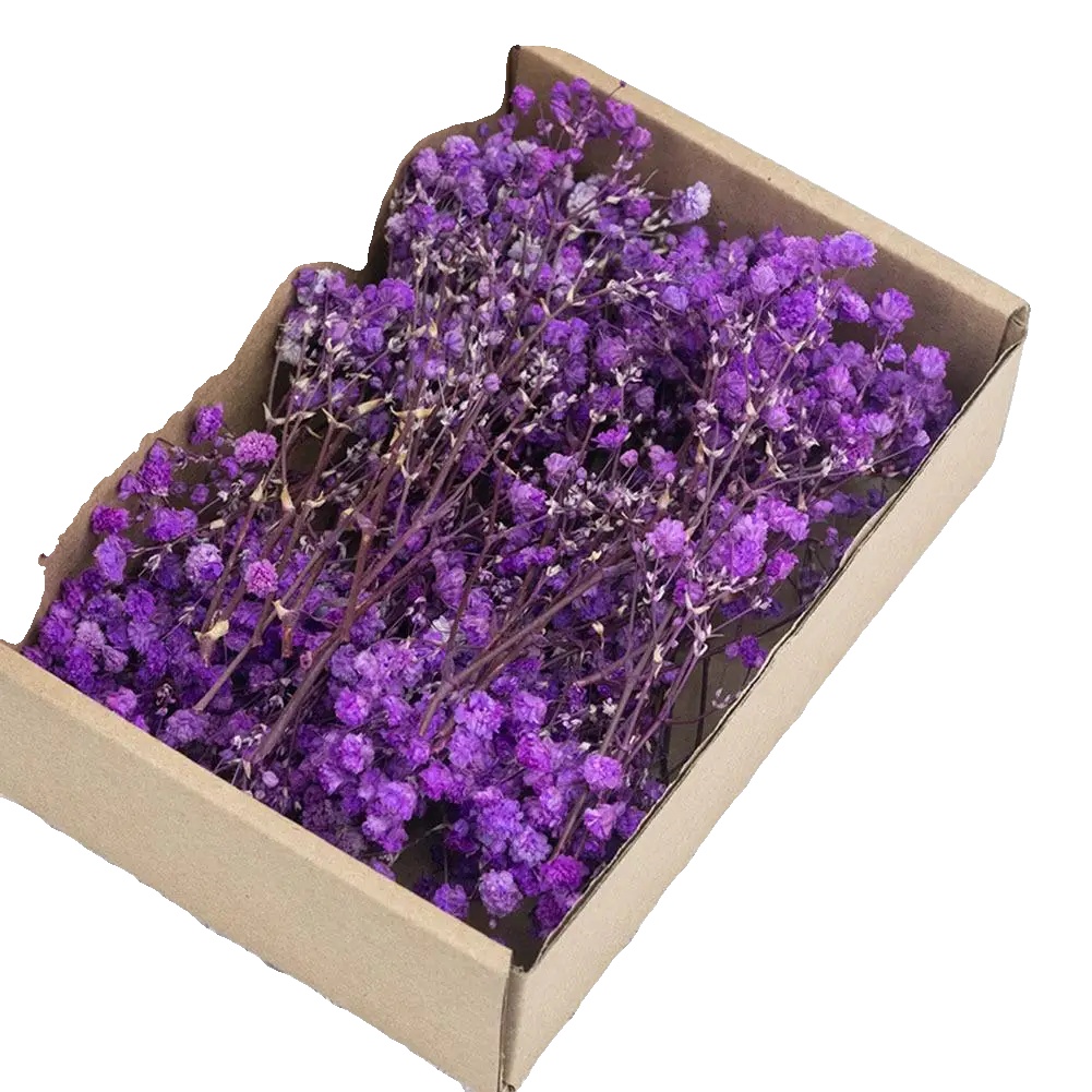 Gypsophila Trockenblumen, Lebendige Farben, Vielseitige Blumenarrangements, Lila