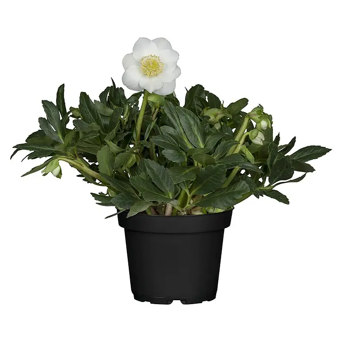 Piardino Christrose (Helleborus niger 'Winter Sun', Topfgröße: 19 cm, Weiß)
