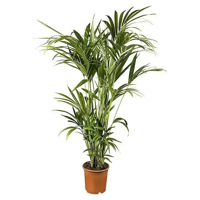 Piardino Kentiapalme (Howea forsteriana, Topfgröße: 21 cm, 3 Pflanzen)