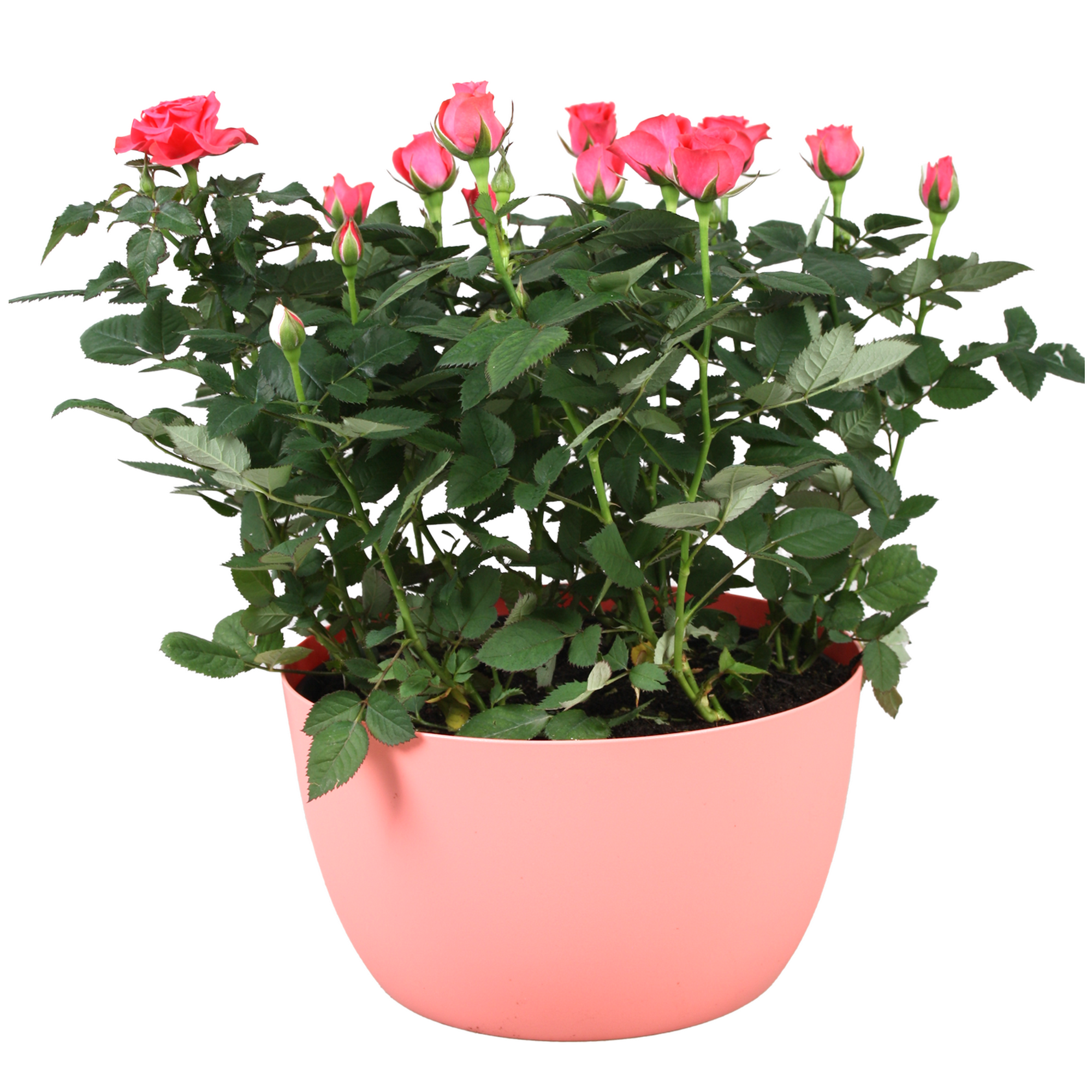 Rose in bunter Kunststoffschale, 20 cm Topf Bild 2
