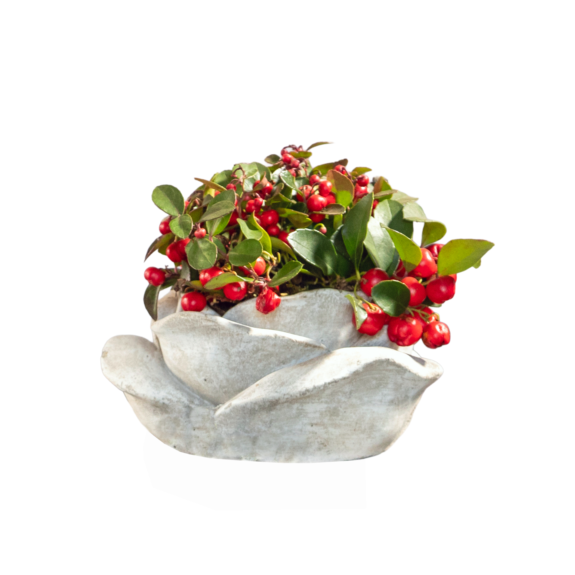Bepflanzte Grabschale Kunststoff 20 cm Topf Bild 2