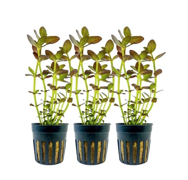 Aquaristikwelt24 - Aquarium Pflanze 3 Stück Bacopa Salzmannii Purple Nr.343b