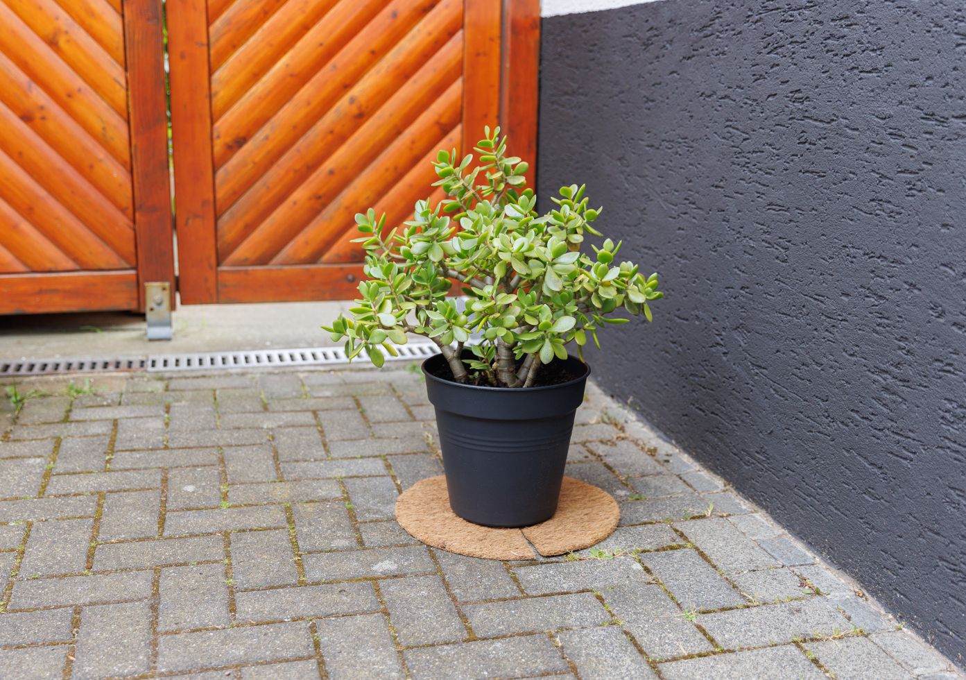 Kokosscheibe Ø 37 Cm - Trendline Bild 2