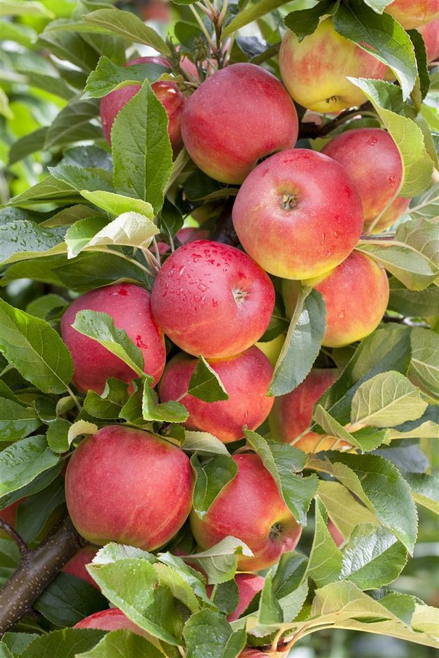 Pflanzen für Dich Obstpflanze Malus 'Elstar', 1 St., Elstar-Apfel, Apfelbaum, süßsäuerlich, kompaktwachsend Bild 4