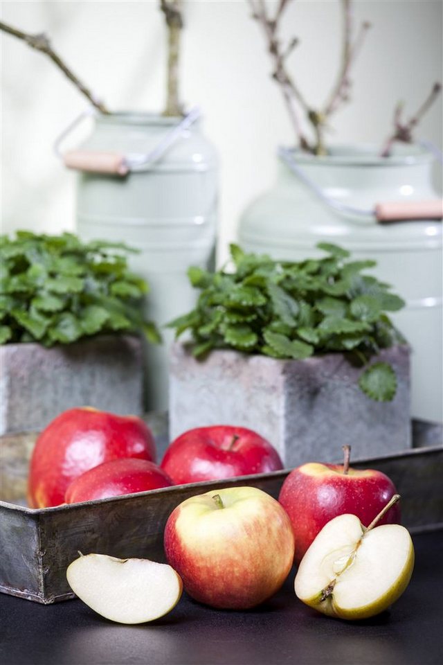 Pflanzen für Dich Obstpflanze Malus 'Elstar', 1 St., Elstar-Apfel, Apfelbaum, süßsäuerlich, kompaktwachsend Bild 5