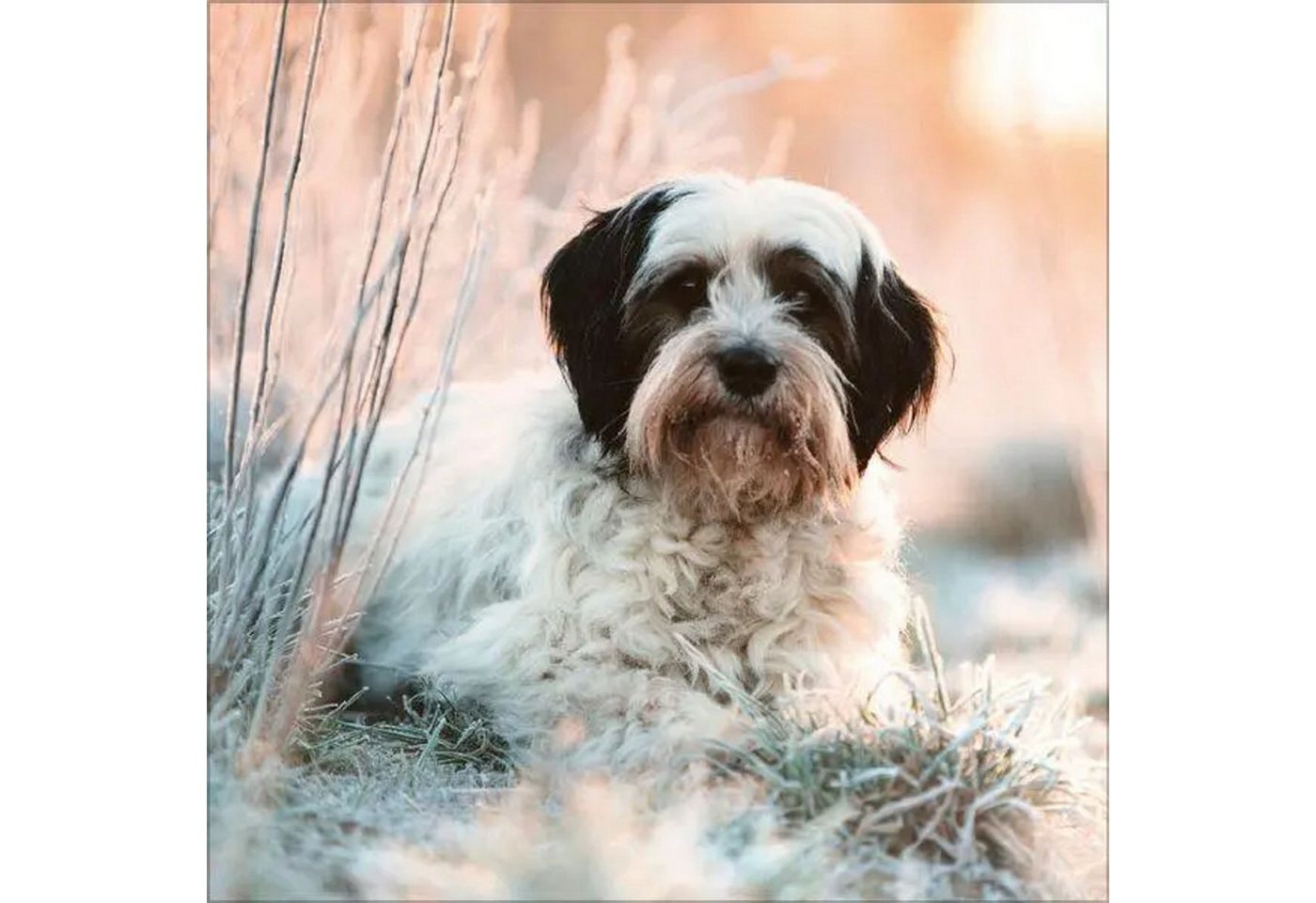 Korsch Verlag Wandkalender Dogs 2027