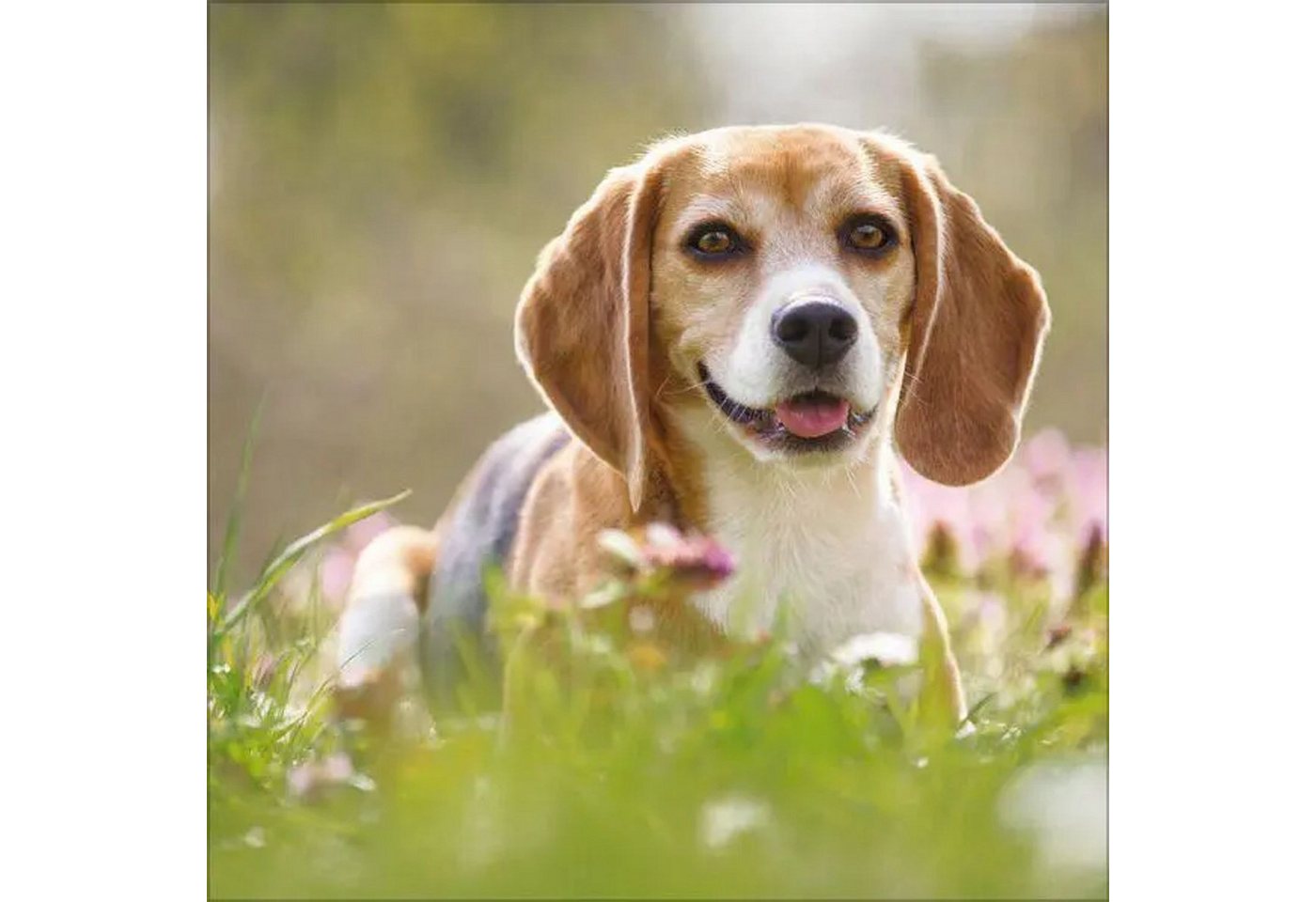 Korsch Verlag Wandkalender Dogs 2027 Bild 4