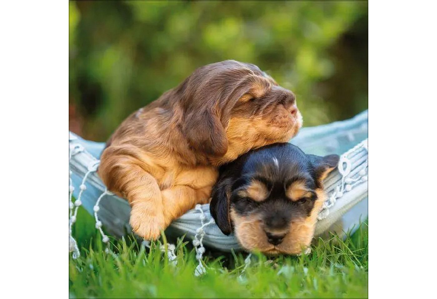 Korsch Verlag Wandkalender Dogs 2027 Bild 5