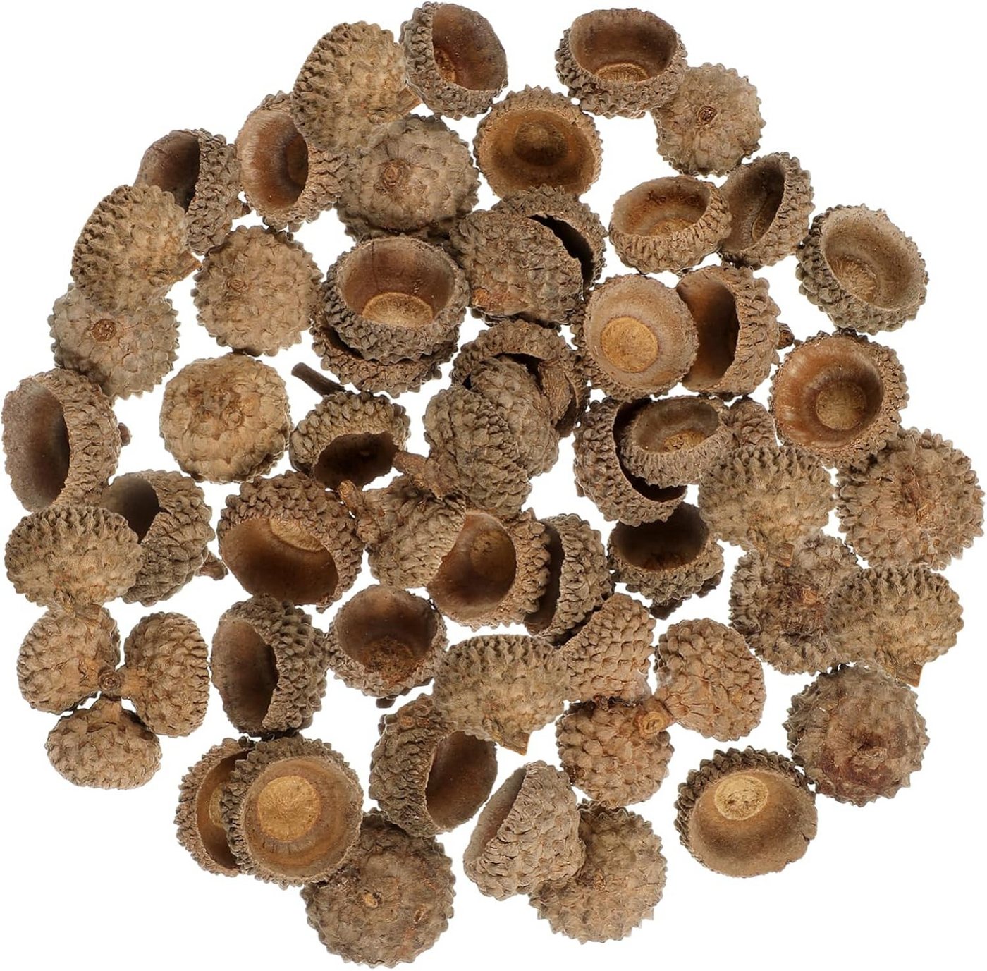 meytrade Bastelnaturmaterial 50 Natürliche Eichelschalen Eichelhütchen zum Basteln & Dekorieren, (50-tlg), für Herbstdeko, Tischdekoration, Streudeko Bild 3