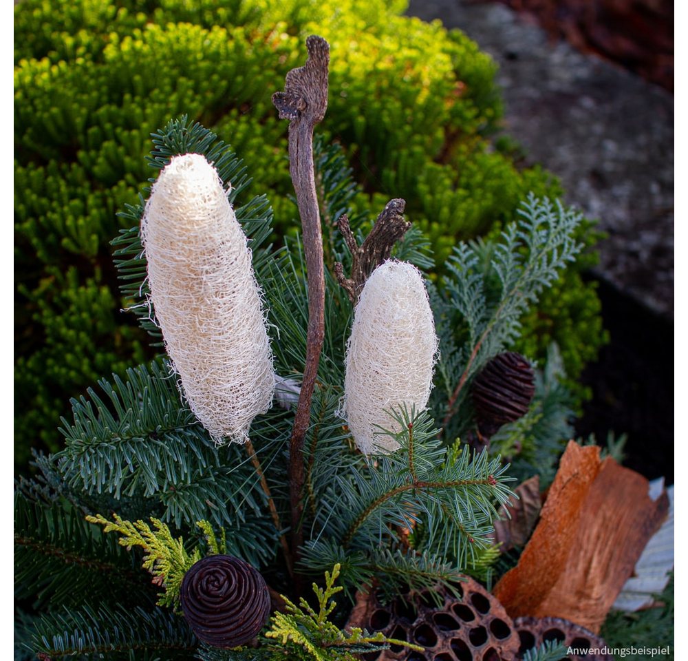 matches21 HOME & HOBBY Bilderrahmen Luffa am Stiel Trockenblumen gebleicht 5er Set ca. 10-15 cm, (5 St) Bild 2