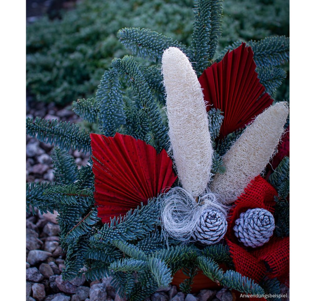 matches21 HOME & HOBBY Bilderrahmen Luffa am Stiel Trockenblumen gebleicht 5er Set ca. 10-15 cm, (5 St) Bild 4