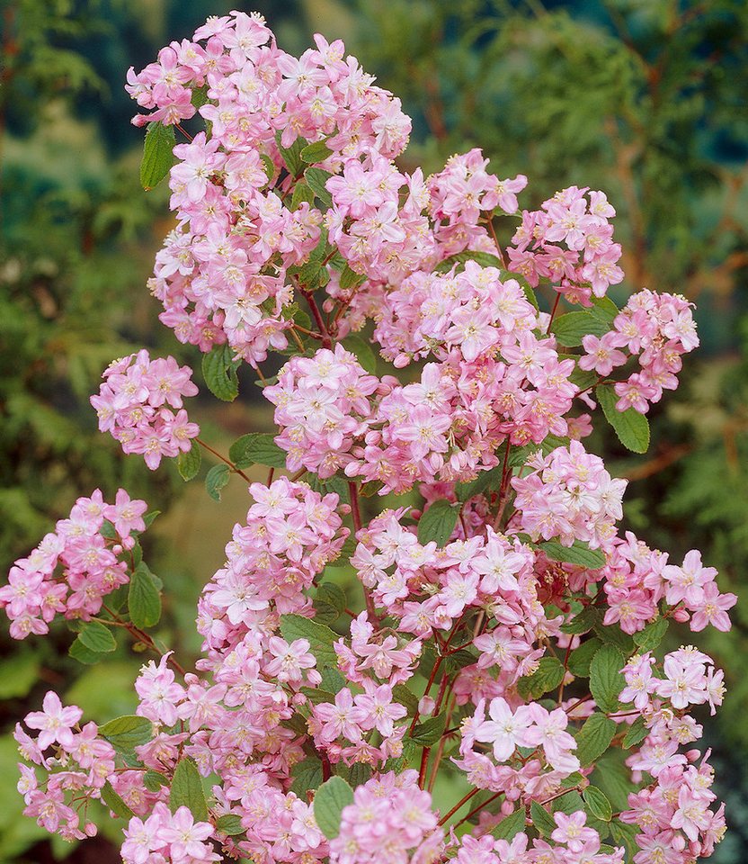 BALDUR Garten Zierstrauch Deutzie 'Mont Rose', 1 St., Sternstrauch,winterhart, kompakt, reichblühend, robust