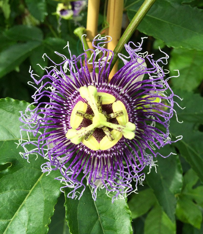 BALDUR Garten Obstpflanze Maracuja-Pflanze, 3 St., Passiflora edulis, essbar, pflegeleicht, rankend Bild 2