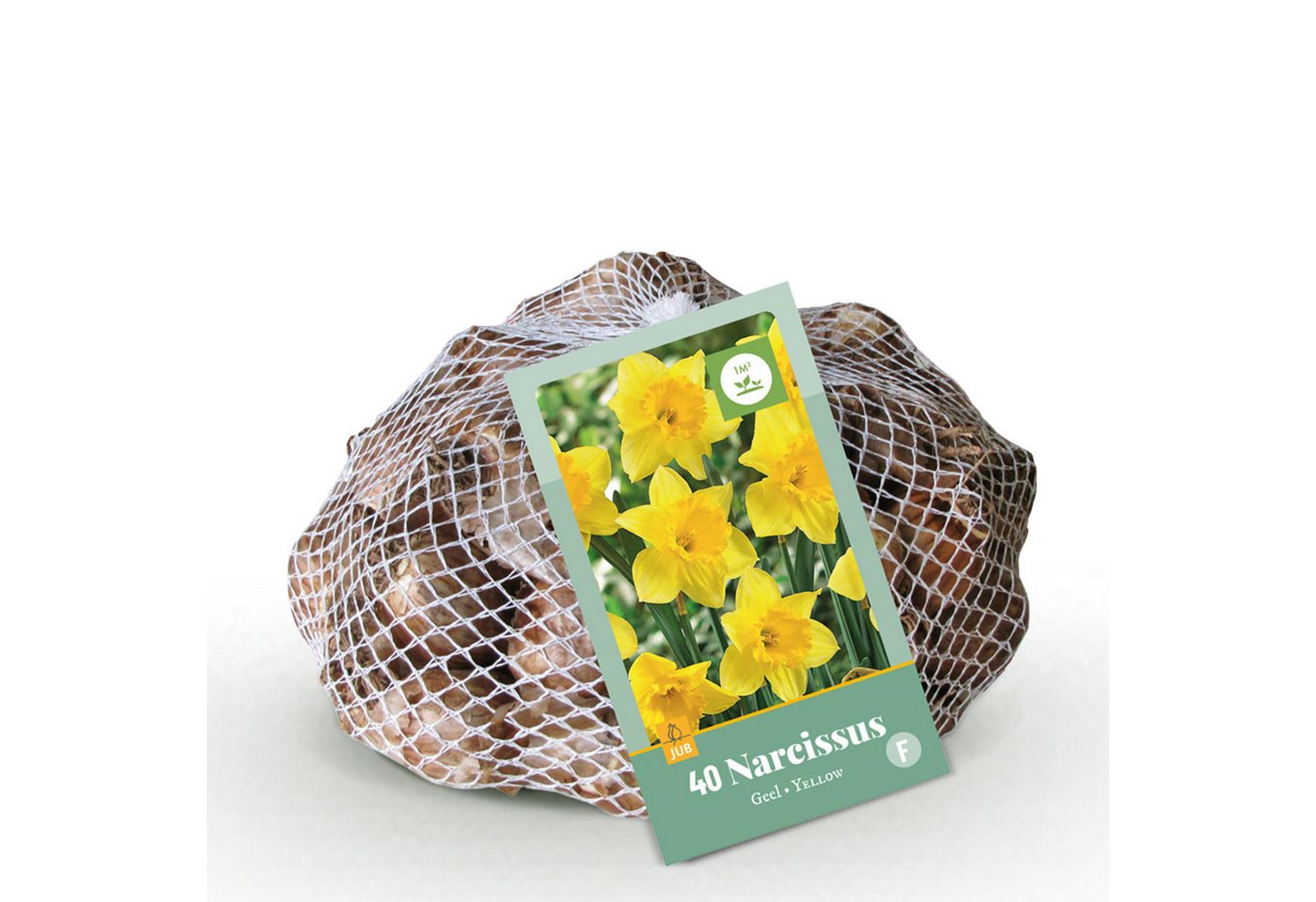 Exotenherz Blumenzwiebeln Exotenherz Blumenzwiebeln - Narzisse Osterglocke gelb (40 Stück) 12cm, (40-St) Bild 5