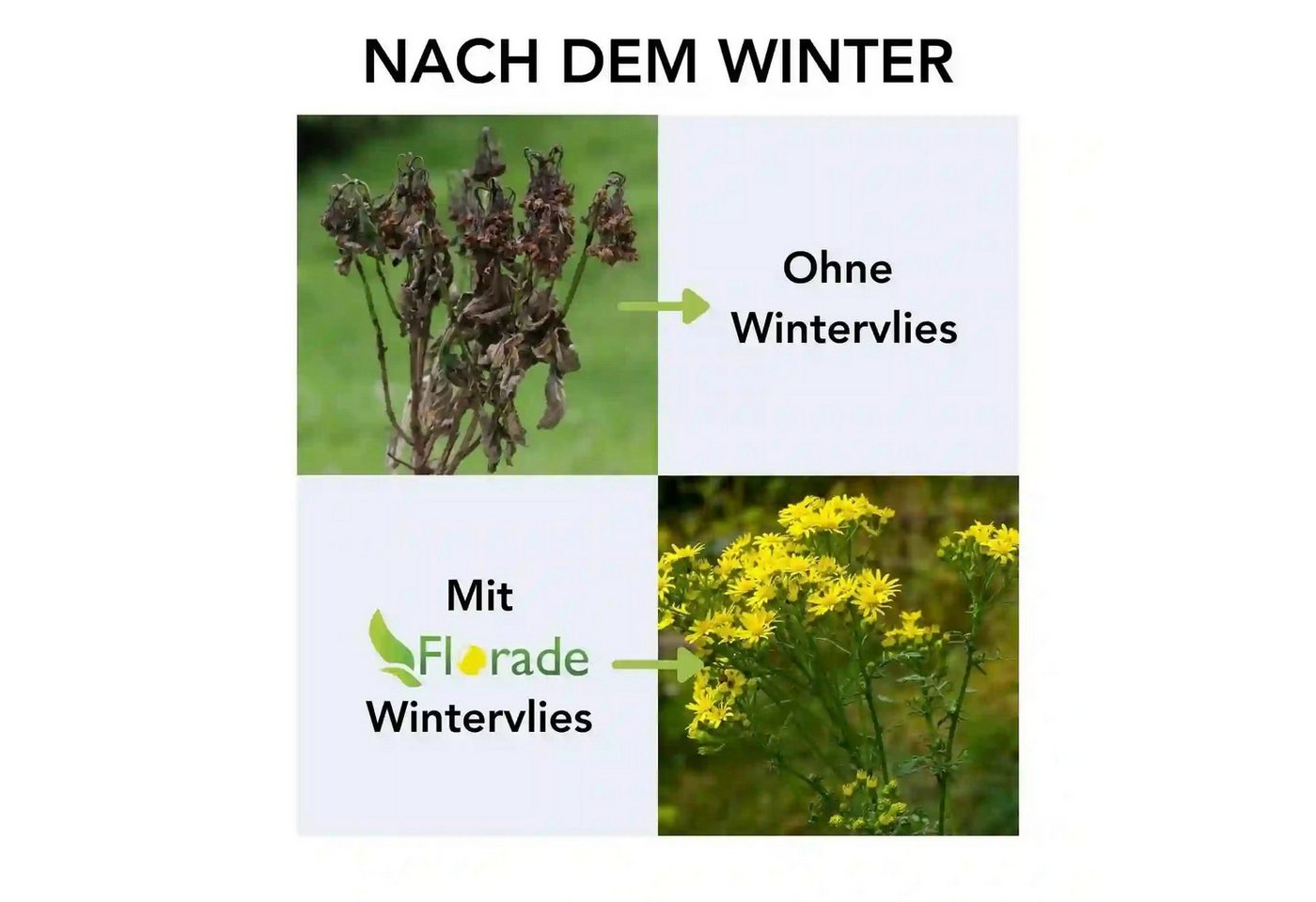 Florade Wintervlies, 1,6 m x 10 m · 50 g/m² Bild 2
