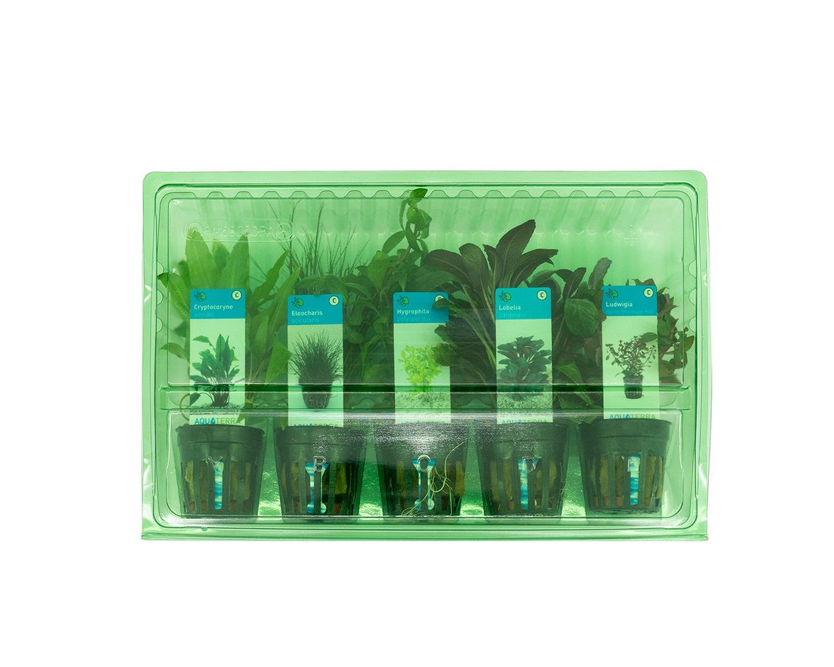 Bloomique Wasserpflanze 5er Set - Aquarium Pflanzen Echt - Wasserpflanzen - Reinigend - Sauers, 5 St.