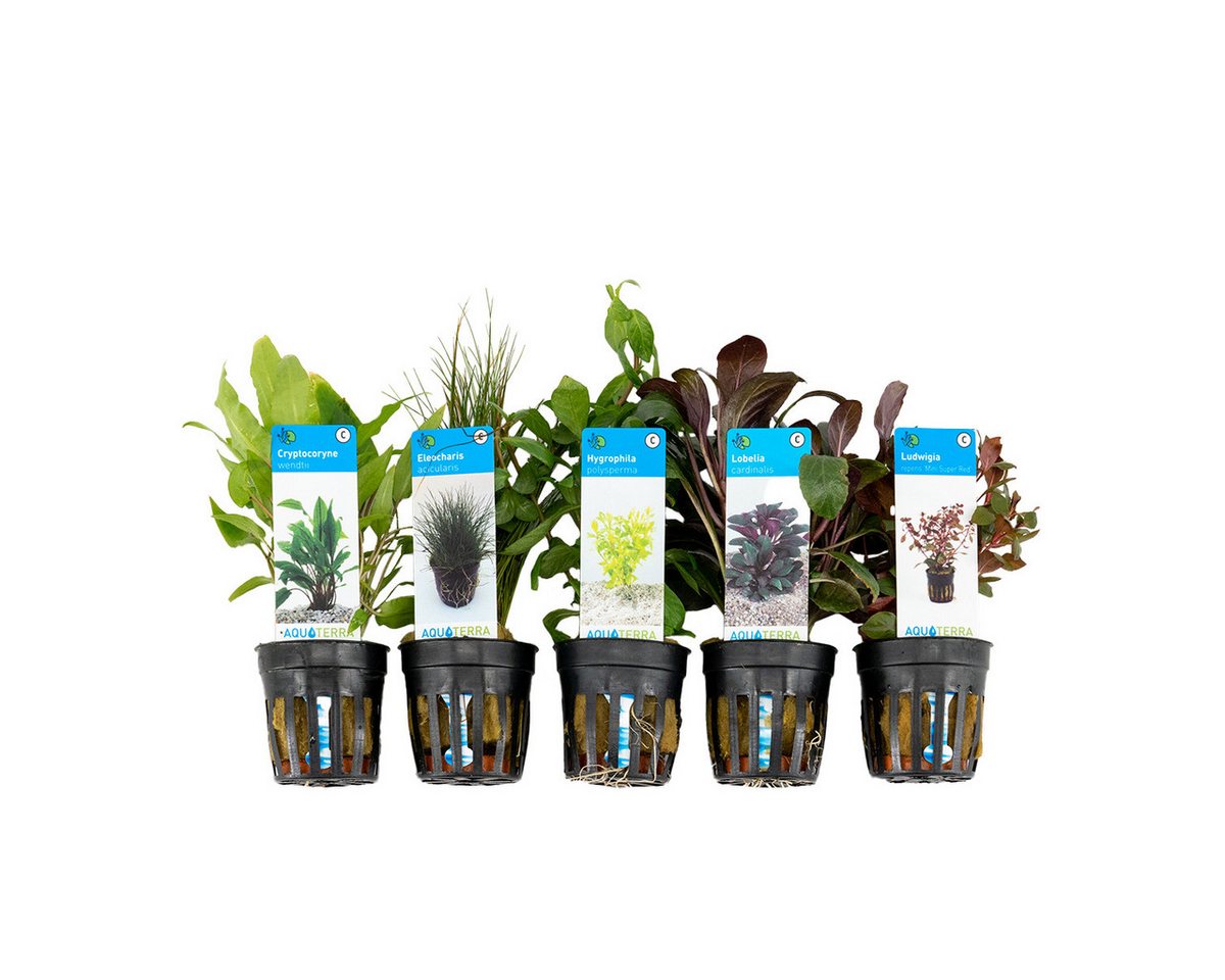 Bloomique Wasserpflanze 5er Set - Aquarium Pflanzen Echt - Wasserpflanzen - Reinigend - Sauers, 5 St. Bild 2