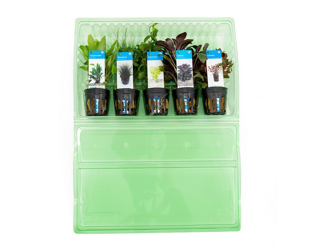 Bloomique Wasserpflanze 5er Set - Aquarium Pflanzen Echt - Wasserpflanzen - Reinigend - Sauers, 5 St. Bild 3