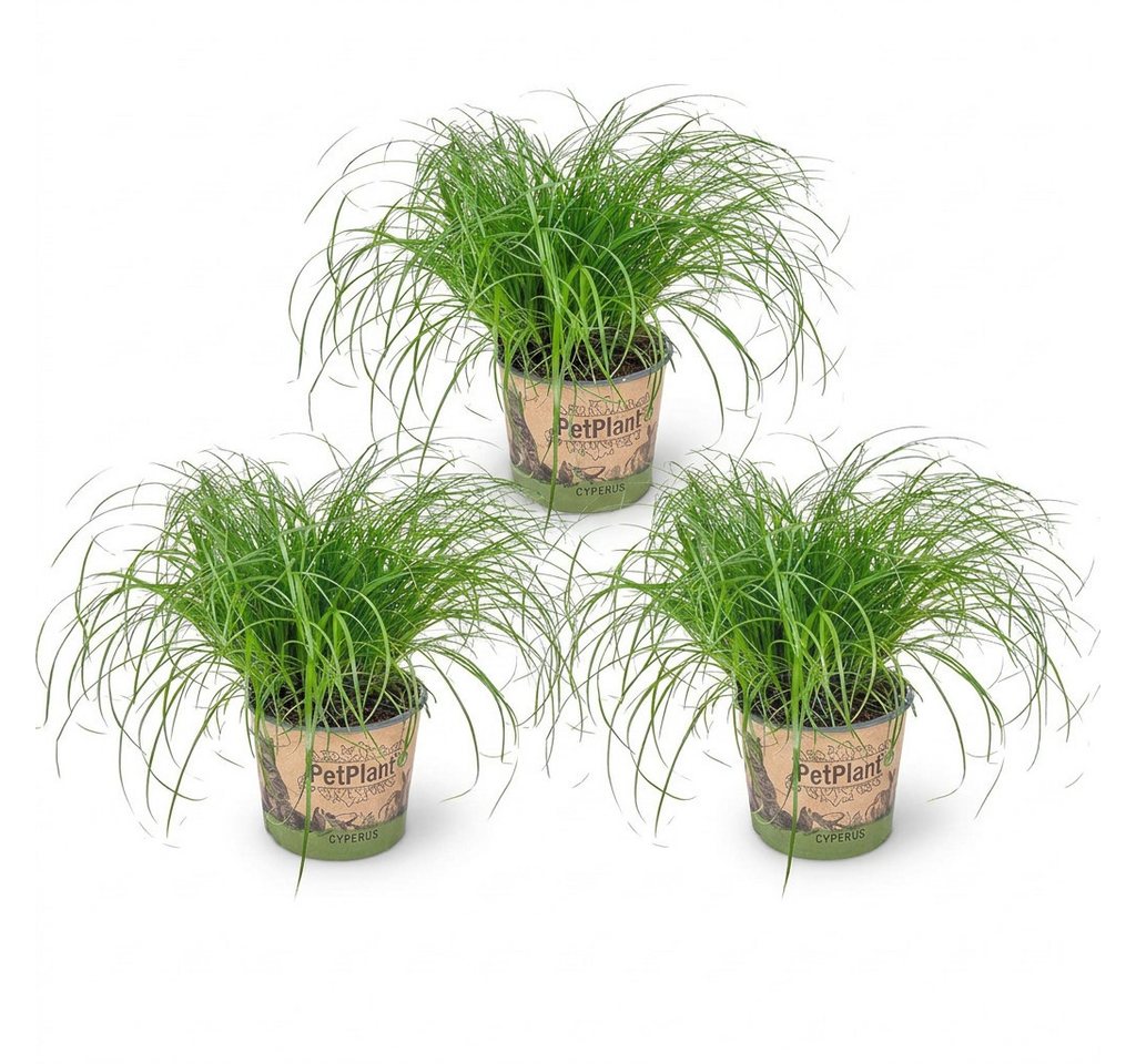 Bloomique Zimmerpflanze Bloomique - 3er Set - Cyperus Zumula - Katzengras Fertig Gewachsen - Z, 3 St.