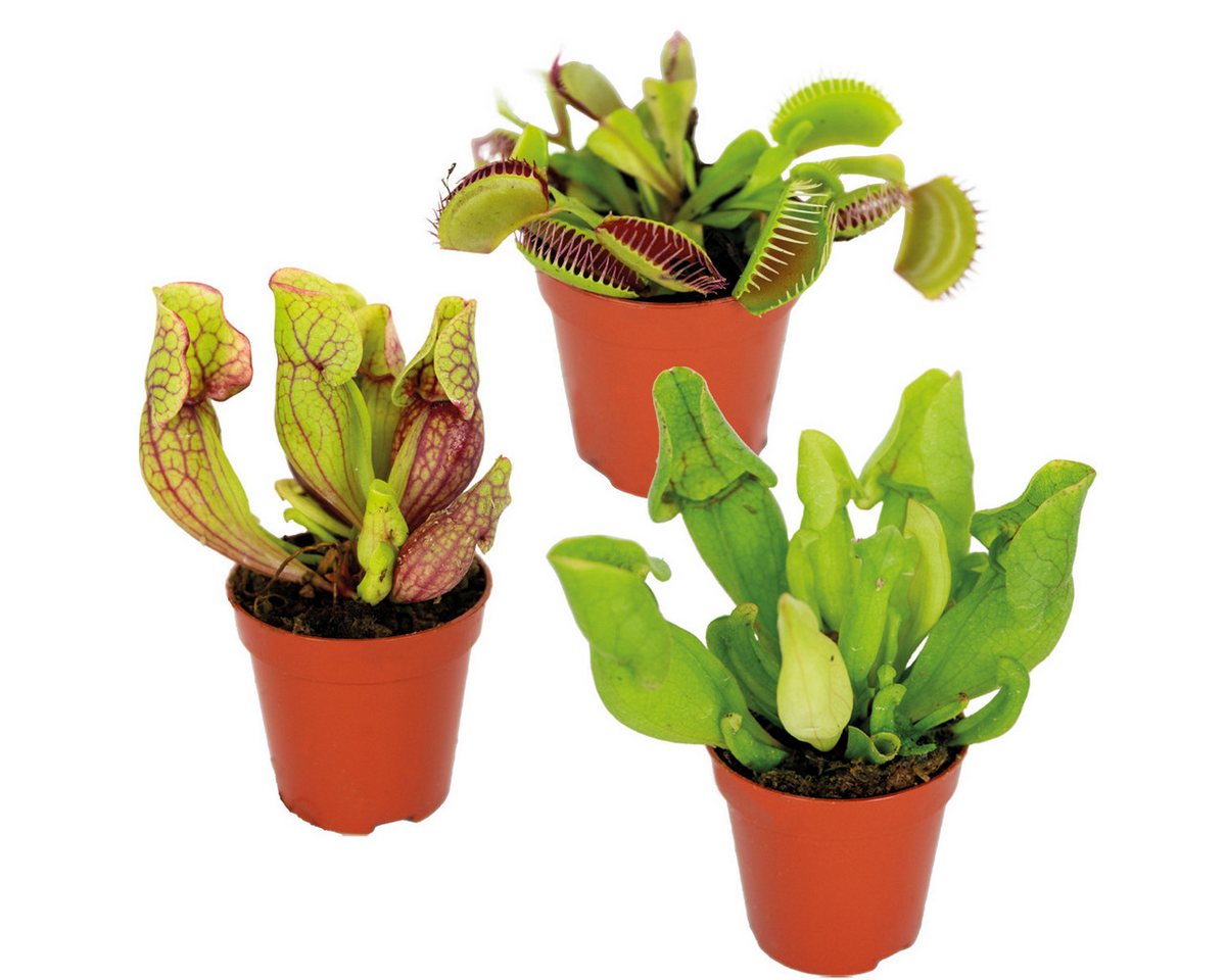 Bloomique Zimmerpflanze 3x Fleischfressende Pflanzenmischung - Sumpfpflanze - Pflegefreundlich, 3 St.